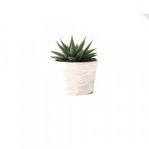 Succulents