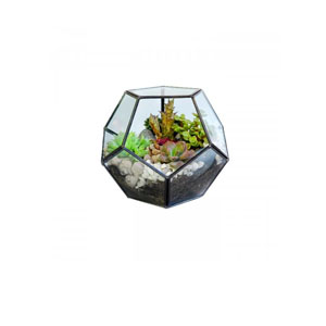 Terrariums