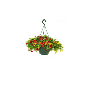 Hanging Planters